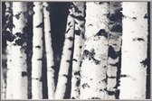 JUNIQE - Poster met kunststof lijst Berken -20x30 /Wit & Zwart