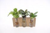 Kamerplanten van Botanicly – 3 × Ctenanthe incl. designe glas als set – Hoogte: 10 cm – Ctenanthe Burle Marxii