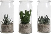 Kamerplanten van Botanicly – 3 × Vetplanten mix incl. designe glas als set – Hoogte: 15 cm – Succulentus