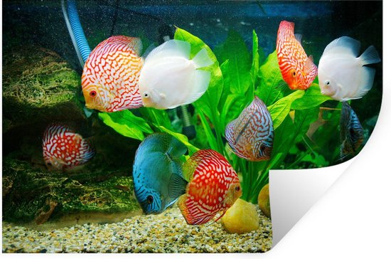 Verouderd ik heb nodig afvoer Muurstickers - Vissen in een aquarium - 90x60 cm - Plakfolie | bol.com