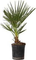Plant in a Box - Chamaerops Humilis - Europese Dwergpalm - Winterhard - Pot 15cm - Hoogte 50-60cm
