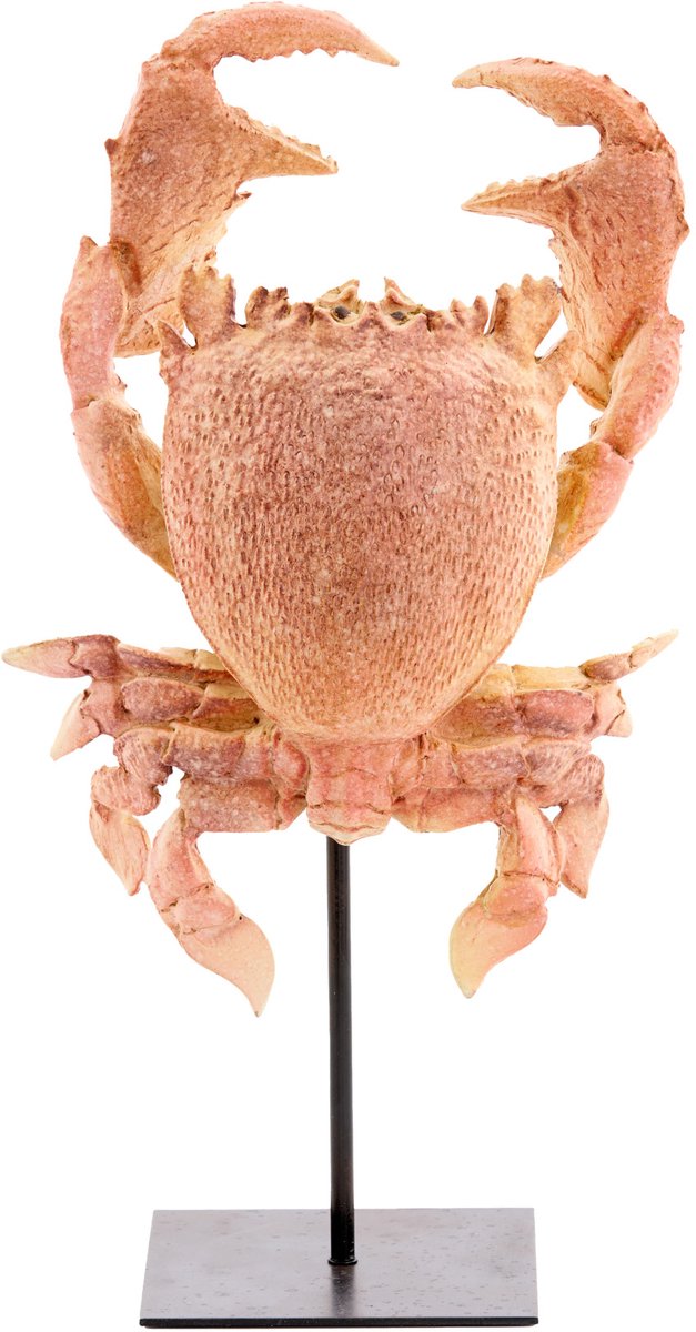 Ornament CRAB - 23x12.5x42.5cm - Oranje