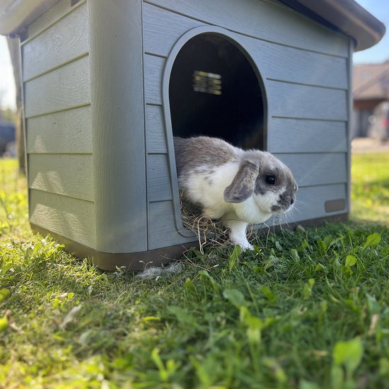 Grijze en witte dwergkonijn met hangende oren stapt uit een konijnenhok, zittend op hooi.