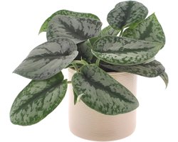 Scindapsus Trebi | 25cm | Hangplant | met gebroken witte keramieken pot