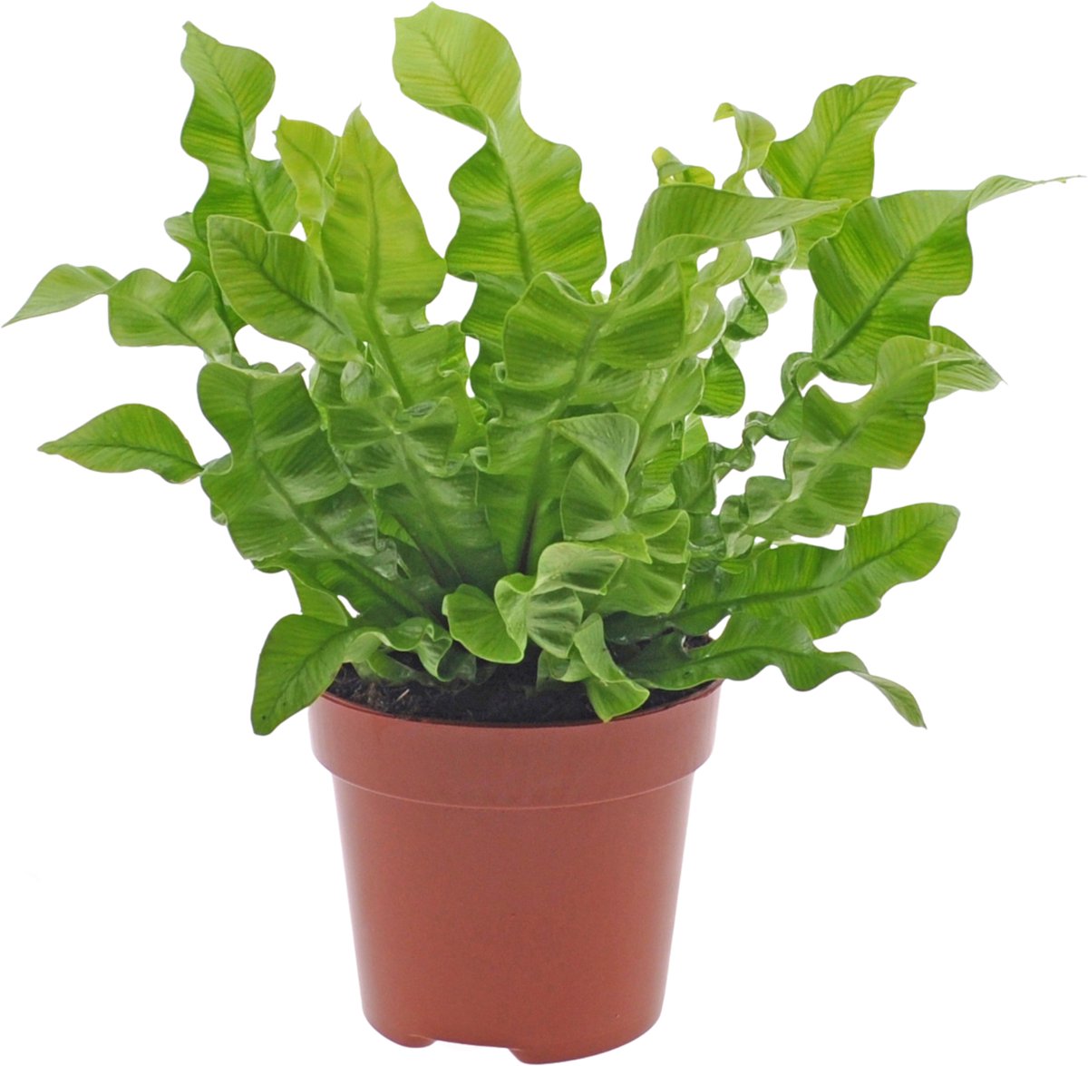 Asplenium Crispy Wave | 25cm | krulvaren