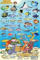 Franko Maps Curaçao Reef Creatures Guide (MiniCard)