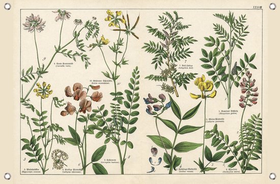 Tuinposter Botanische Illustratie – 120x80 cm – Vintage Plantentekening op Biosnyl Spandoek – Buitenposter met Ringen – VGD-sign