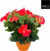 Kunstplant Begonia Donker roze - H 37cm - Terracotta sierpot - Mica Decorations