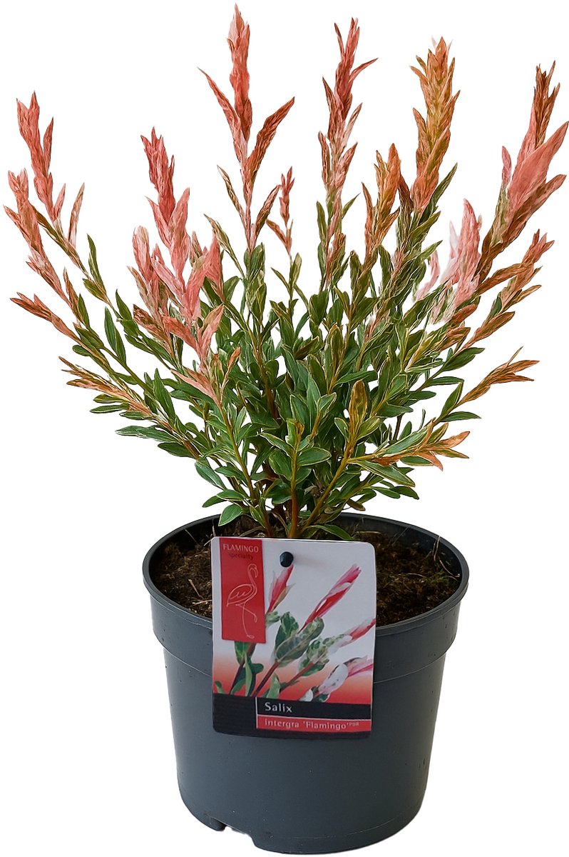 Bloomique - Salix Integra Flamingo - Bonte Wilg - Tuinplanten - Winterhard - Hoogte 30-40 cm - Pot 12 cm