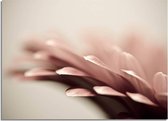 DesignClaud Roze bloem - Botanische poster A4 poster (21x29,7cm)