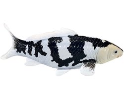 Mojo Sealife Koi Karper - Shiro Utsuri Koi - 381102