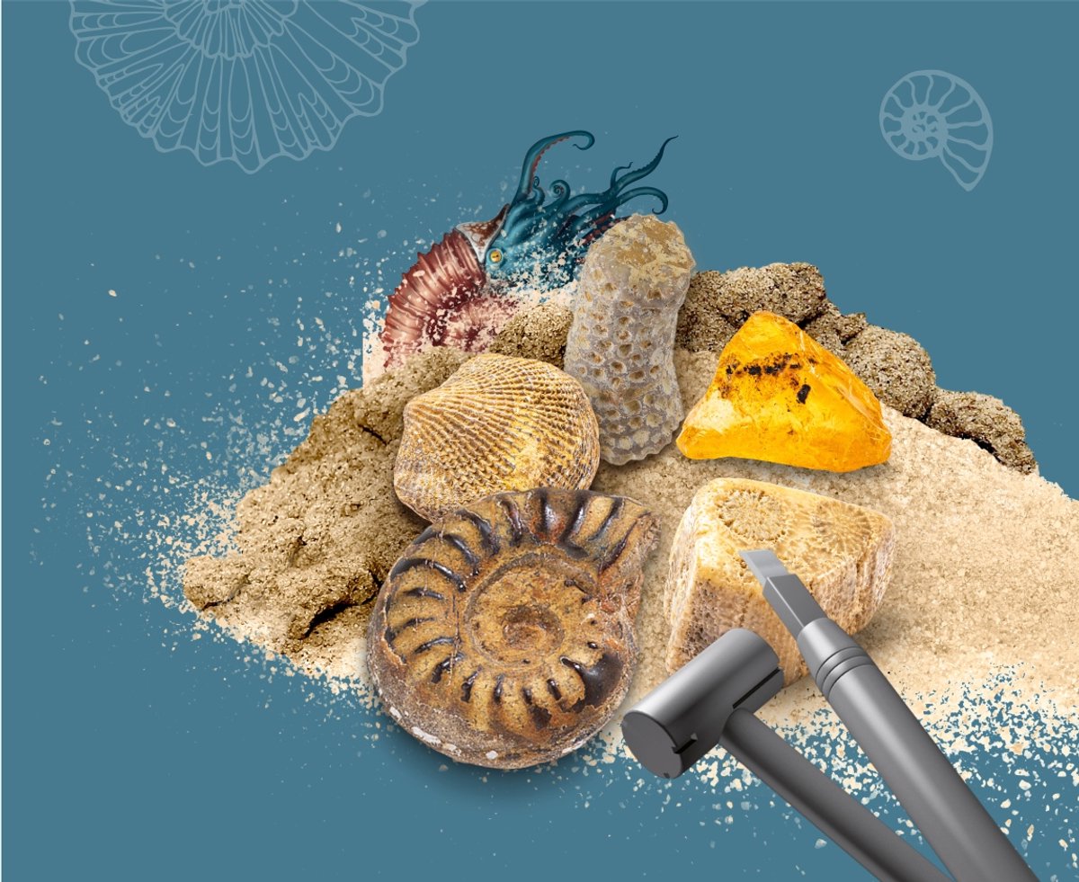 KOSMOS Dig Out Fossils - Opgravingsset - Graaf Echte Fossielen Op - Inclusief Barnsteen, Steenkoraal en Fossiele Schelpen - Archeologie voor Kinderen - STEM Speelgoed - Vanaf 7 Jaar — afbeelding 3