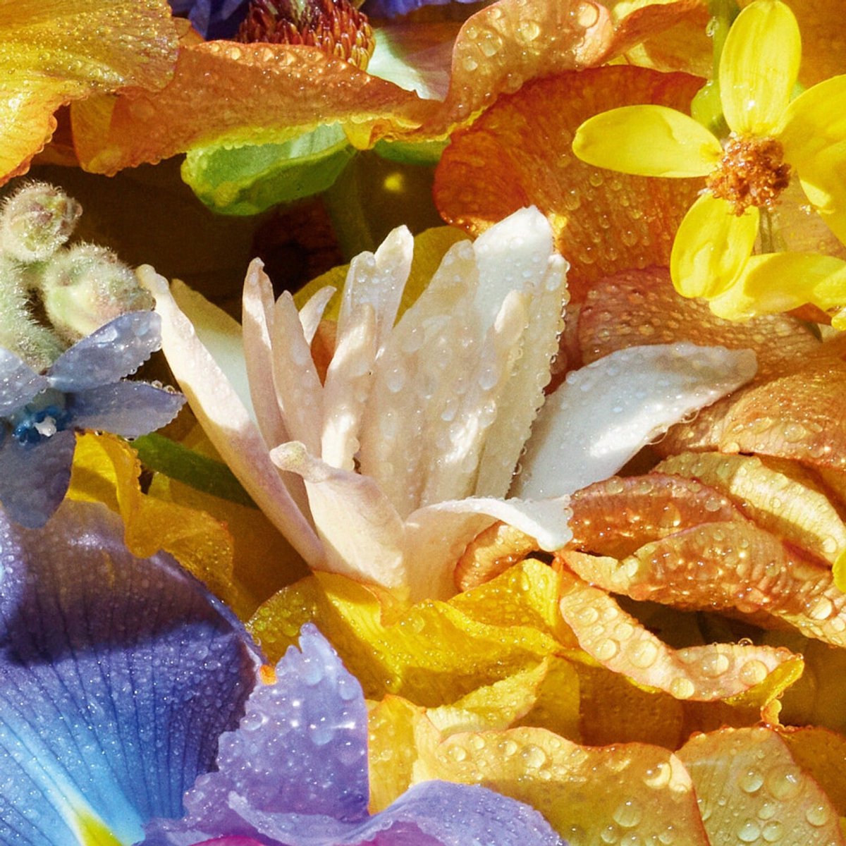 Goedkoopste Guerlain Aqua Florabloom Edt Spray