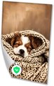 Hond, Realistische kunst, Puppy, Bruin, wit, beige, crème, goud