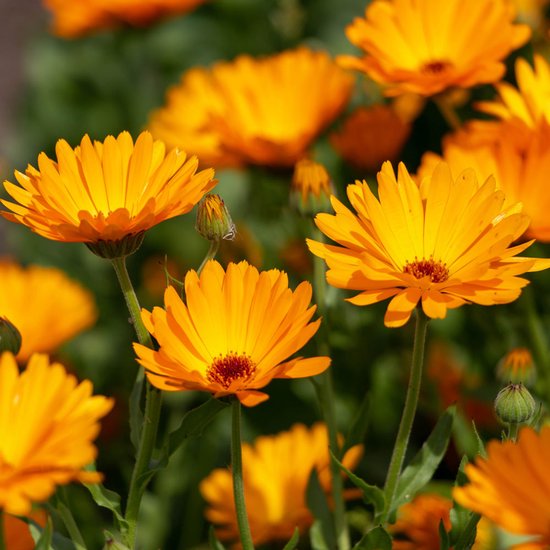 Oranje goudsbloemen met donker hart in de volle zon.