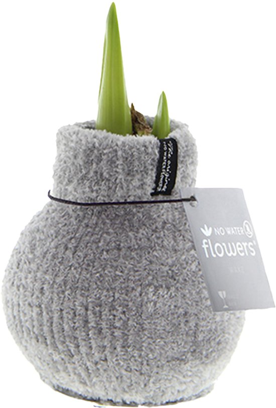 Wax Amaryllis kopen? | Gratis verzending bij
