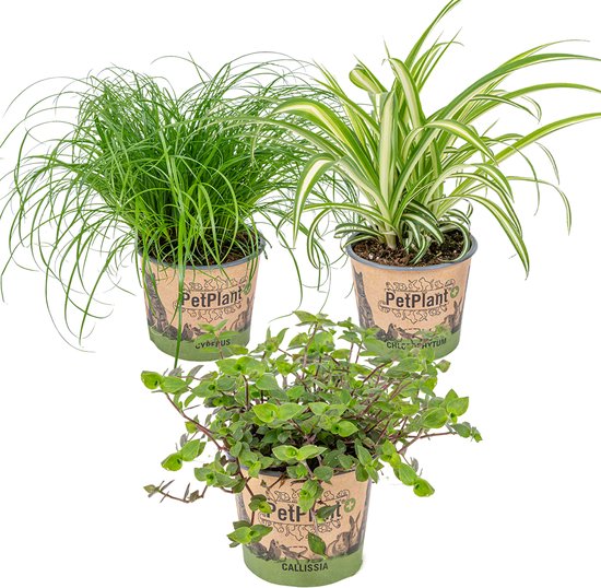 Mix 3x PetFriendly kamerplanten | Kattengras, Graslelie & Schildpadplant - ⌀12 cm -↕20-25 cm