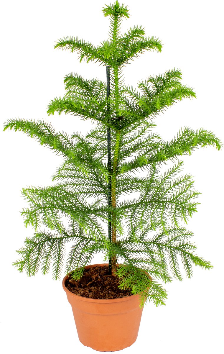 Bloomique - Araucaria Heterophylla - Kamerden - Kamerplanten - Luchtzuiverend - Diervriendelijk - Hoogte 40-50 cm - Pot 15 cm