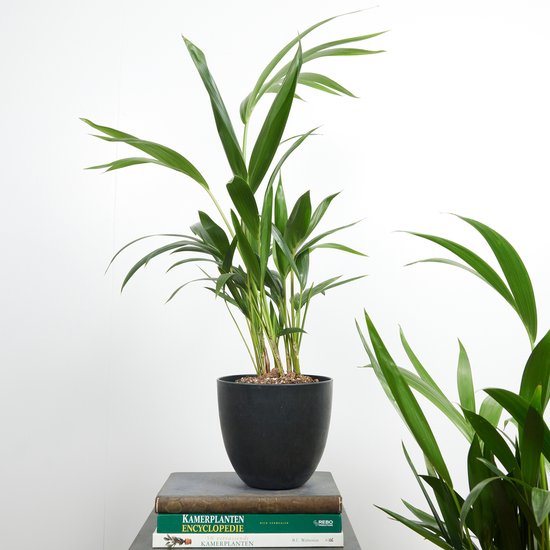 Howea Forsteriana - Kentiapalm P19 kopen
