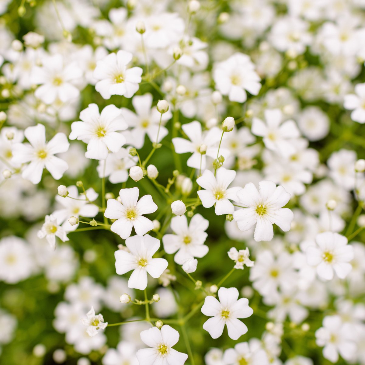 Bloomique - Set van 3 - Gypsophila Repens Alba - Gipskruid - Tuinplanten - Winterhard - Hoogte 10-20 cm - Pot 9x9 cm