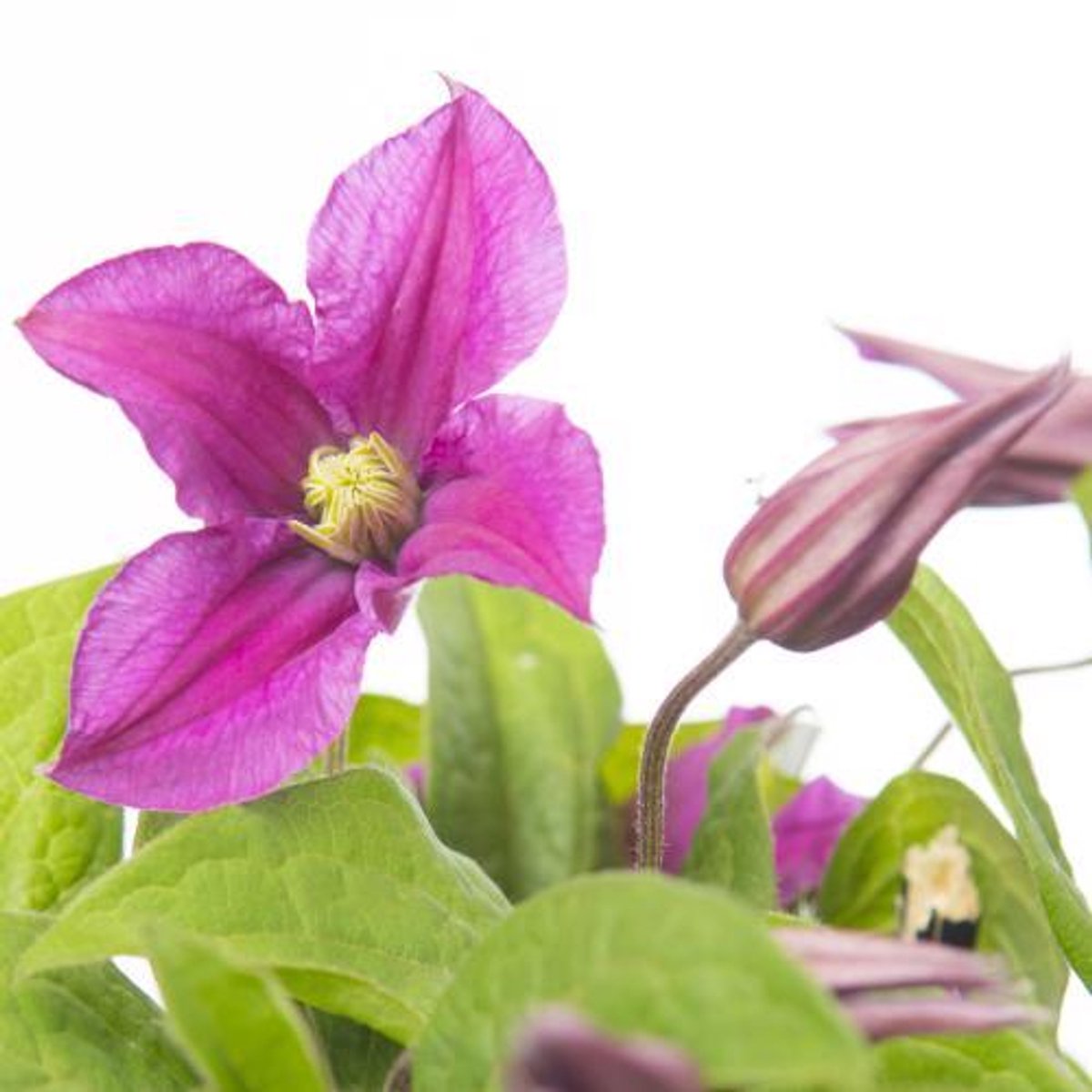 10x Clematis kiev 70cm