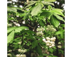 Staphylea colchica 80-100cm - Pimpernoot, sierlijke struik met hangende witte bloemtrossen