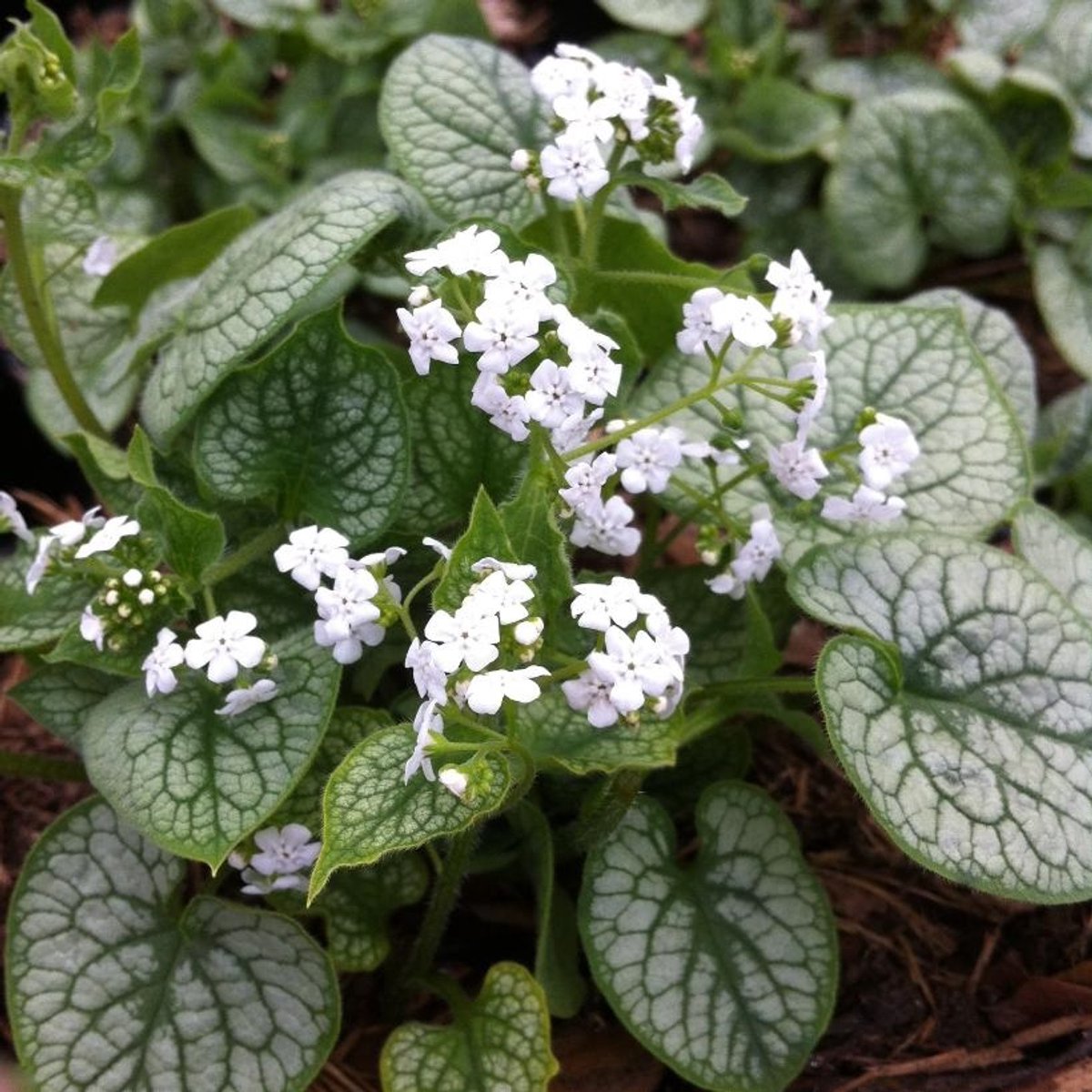6x Brunnera macrophylla 'Mr. Morse' Pot 9x9cm - Prachtige plant voor in de tuin