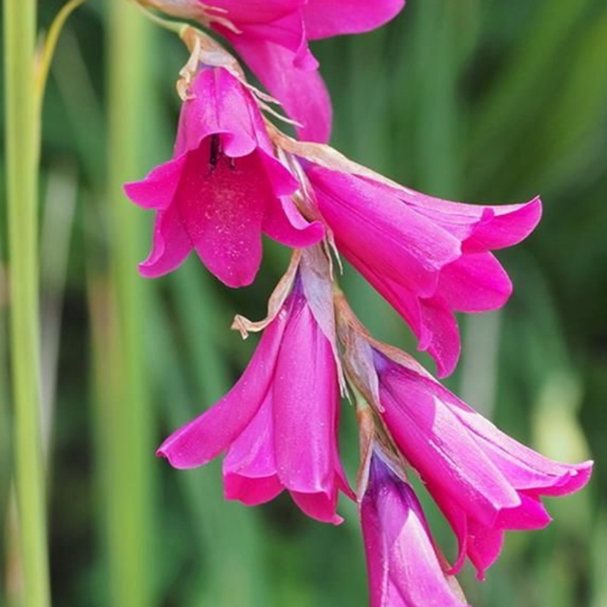 6x Dierama pulcherrimum: Prachtige Zwaardlelie voor in de Tuin
