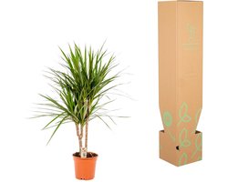Dracaena Marginata - Drakenbloedboom - 70 cm hoog, ø17 cm - Makkelijke kamerplant - Tropische palm - Luchtzuiverend - Vers van de kwekerij