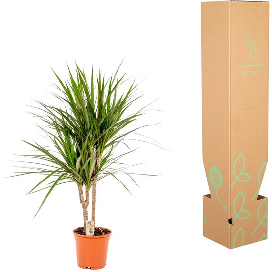Dracaena Marginata - Drakenbloedboom - 70 cm hoog, ø17 cm - Makkelijke kamerplant - Tropische palm - Luchtzuiverend - Vers van de kwekerij