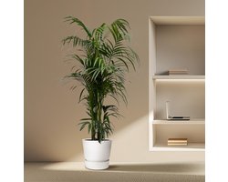 Kentia palm - 220 cm - ø38