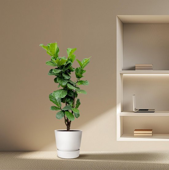 Everspring - Ficus Lyrata Vertakt - 180 cm - ⌀30 - Grote Kamerplanten - Vioolbladplant...