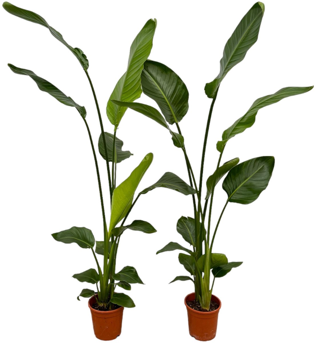 Strelitzia Nicolai - 130cm hoog - Ø17 - 2 stuks - Kamerplant - Groenblijvend