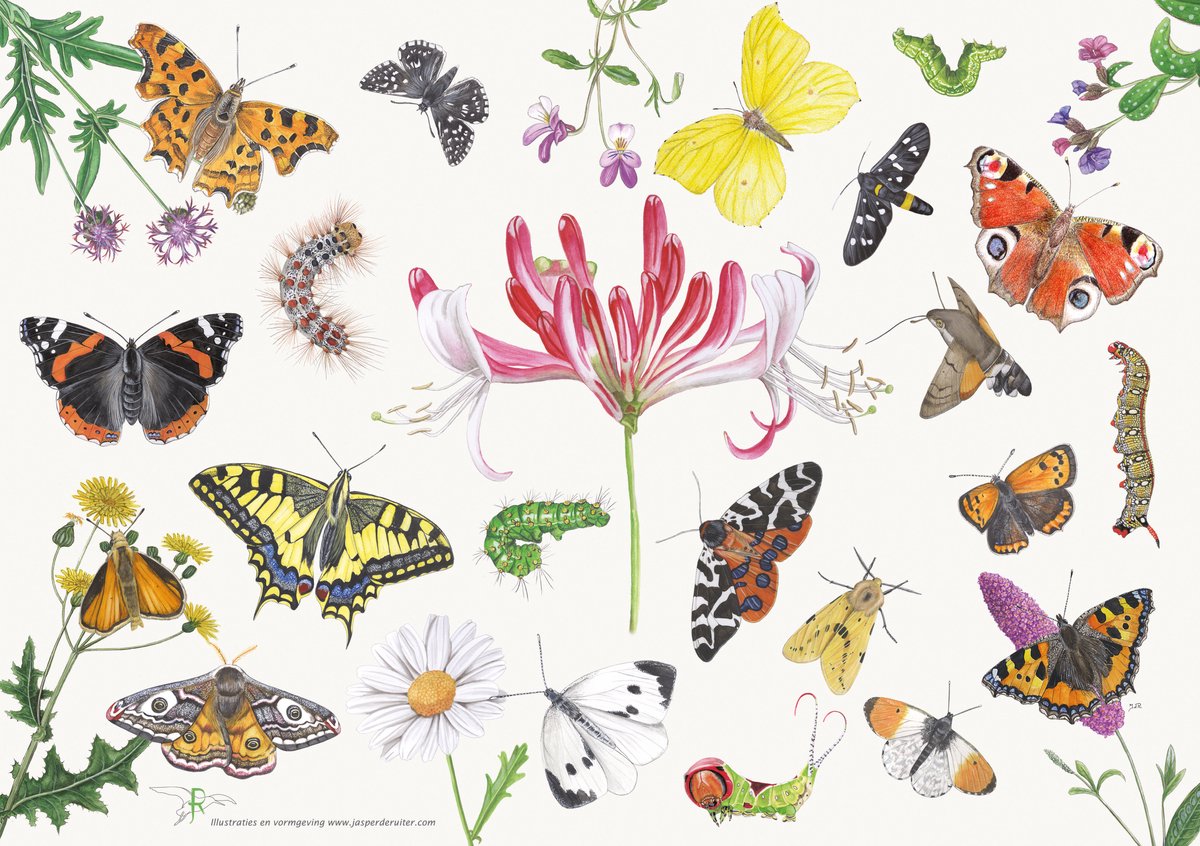 Tringa Paintings Placemat “Vlinders, rupsen en hun planten” (4 stuks)