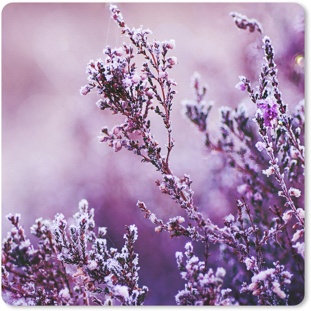 Muismat 30x30 cm - Mousepad Lavendel - Winter - Bloemen - Paars - Muismatten