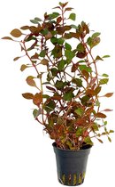 AQUAlook Ludwigia Mini Super Rouge en pot de 5 cm