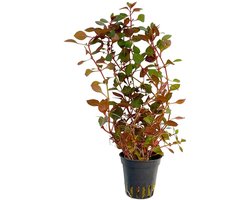 Moerings Ludwigia Mini Super Rood in 5 cm pot