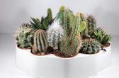 Succulux Mini Cactussen Mix - 6 Plantjes Ø 5,5 cm Pot - Kamerplanten Set