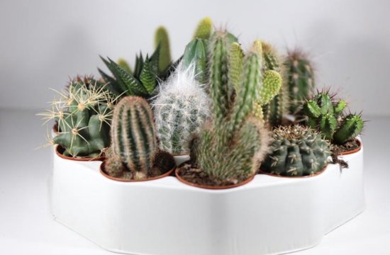 Succulux Mini Cactussen Mix - 6 Plantjes Ø 5,5 cm Pot - Kamerplanten Set - Bedankje Bruiloft
