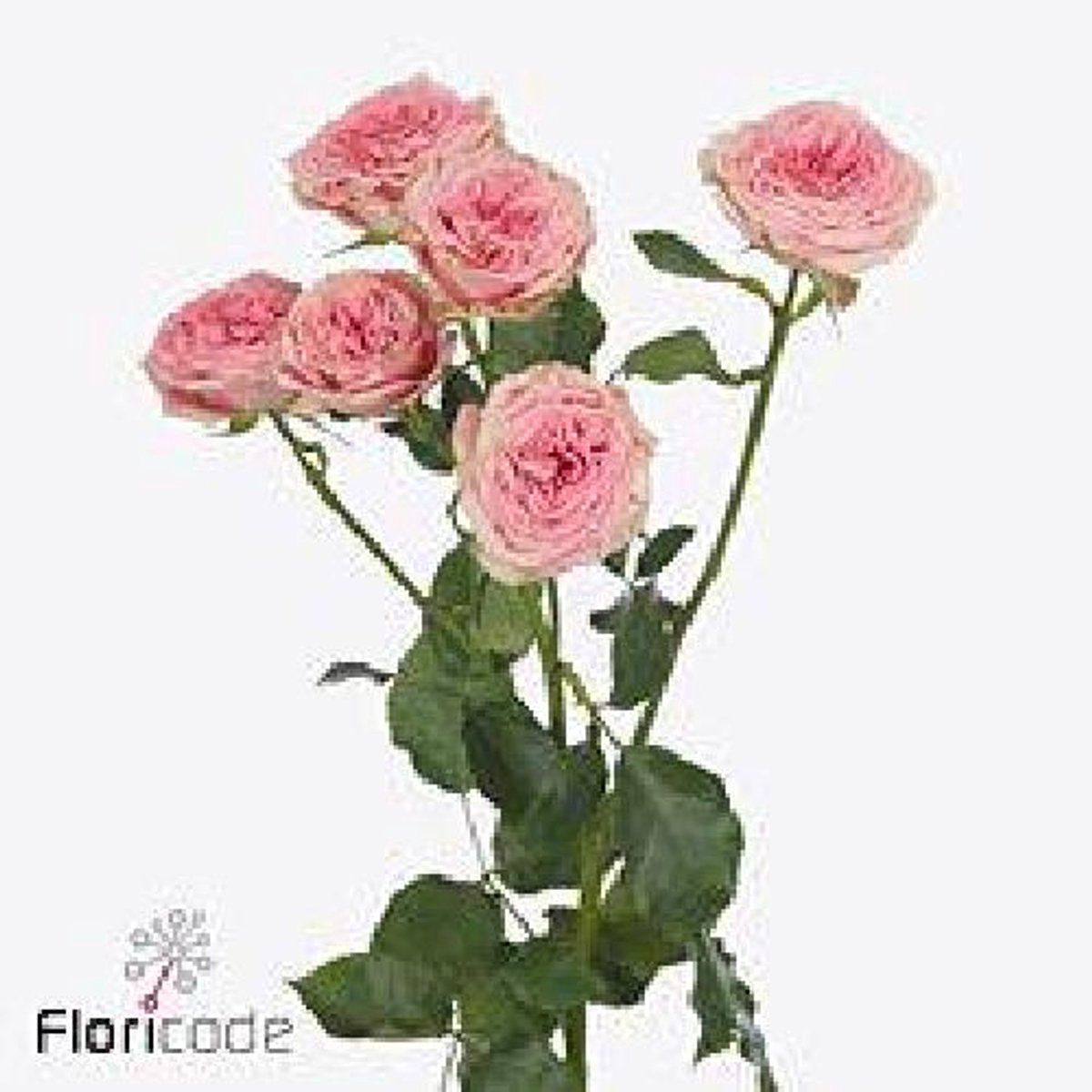 10x Rosa fancy 40cm