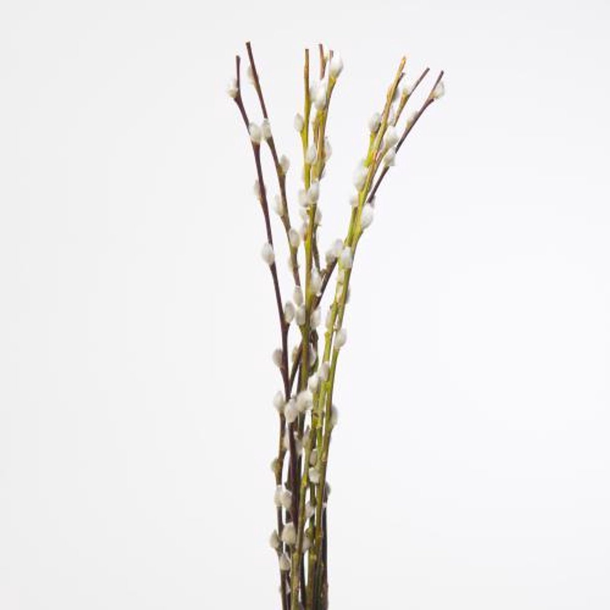 50x Tk salix wilgenkatjes 50cm