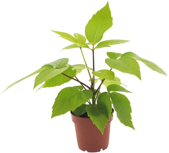 Schefflera Amate Golden | 30cm