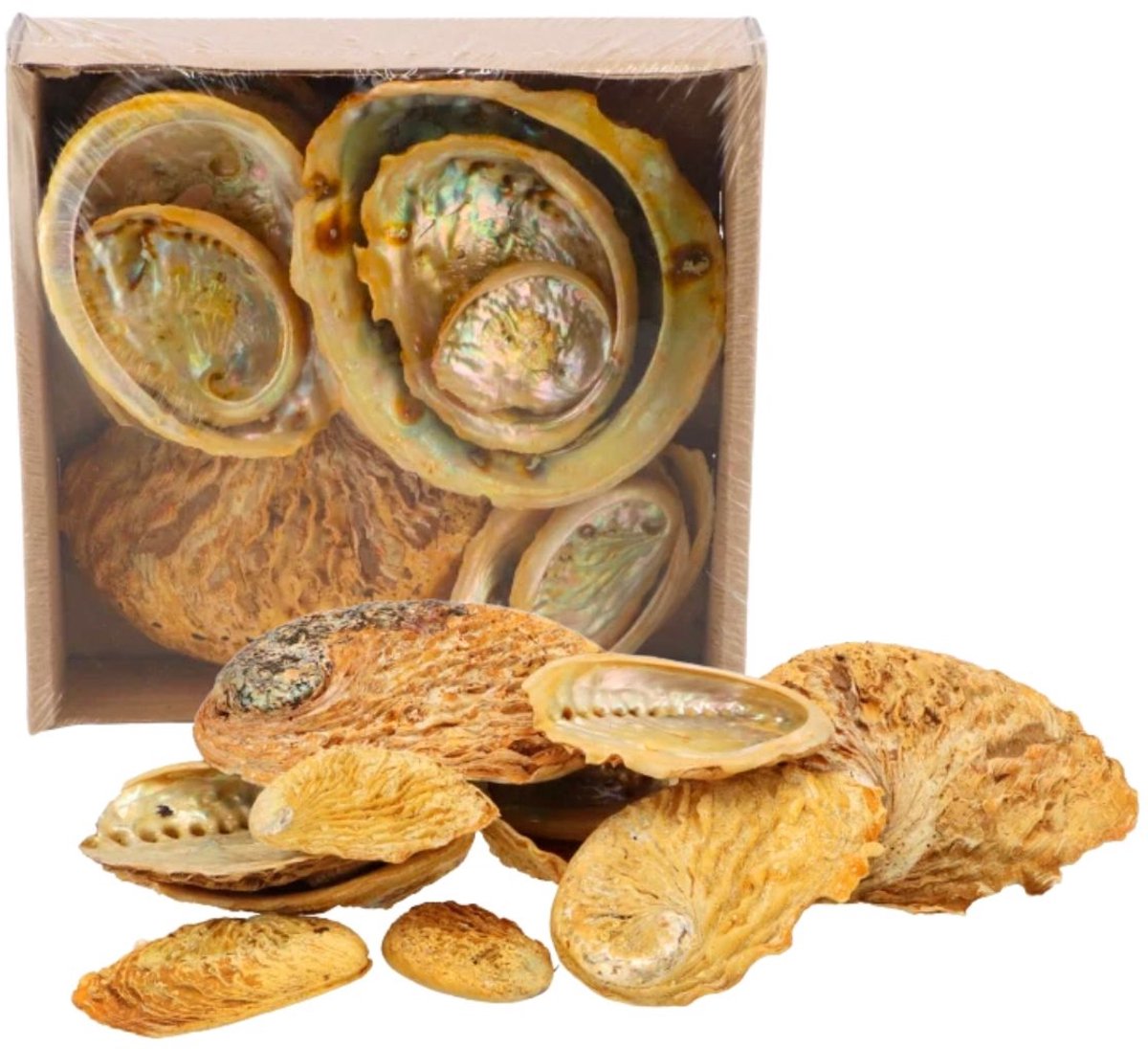 Decoratie Abelone schelpen - Mix - ca. 5 tot 11 cm.- 500 gram - Geel