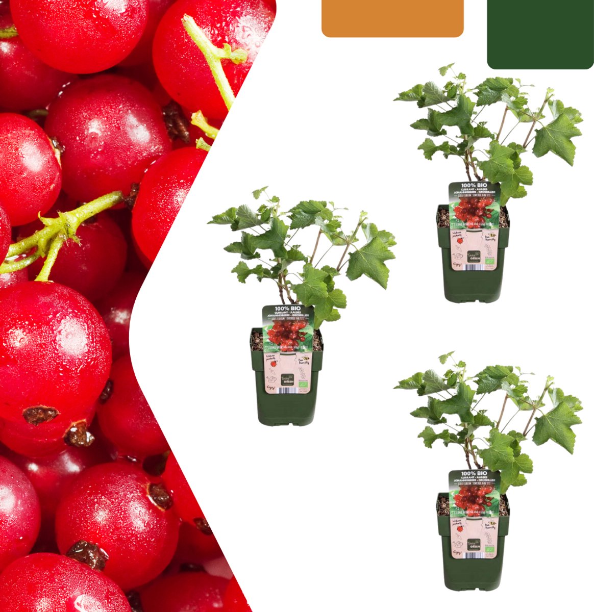 Tuinplantenshop.com | Kruisbessenplanten - Ribes rubrum - biologisch | 3 stuks - Ø13cm - 20cm hoog - Tuinplant - Groente & Fruit