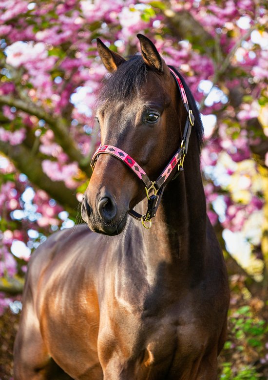 Leren Halster Polo print - Roze - Cob - MTB Equestrian