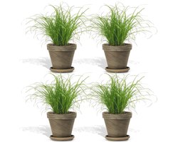 DutchLeafs Cyperus Zumula Kattengras in Terracotta Bloempot Basalt