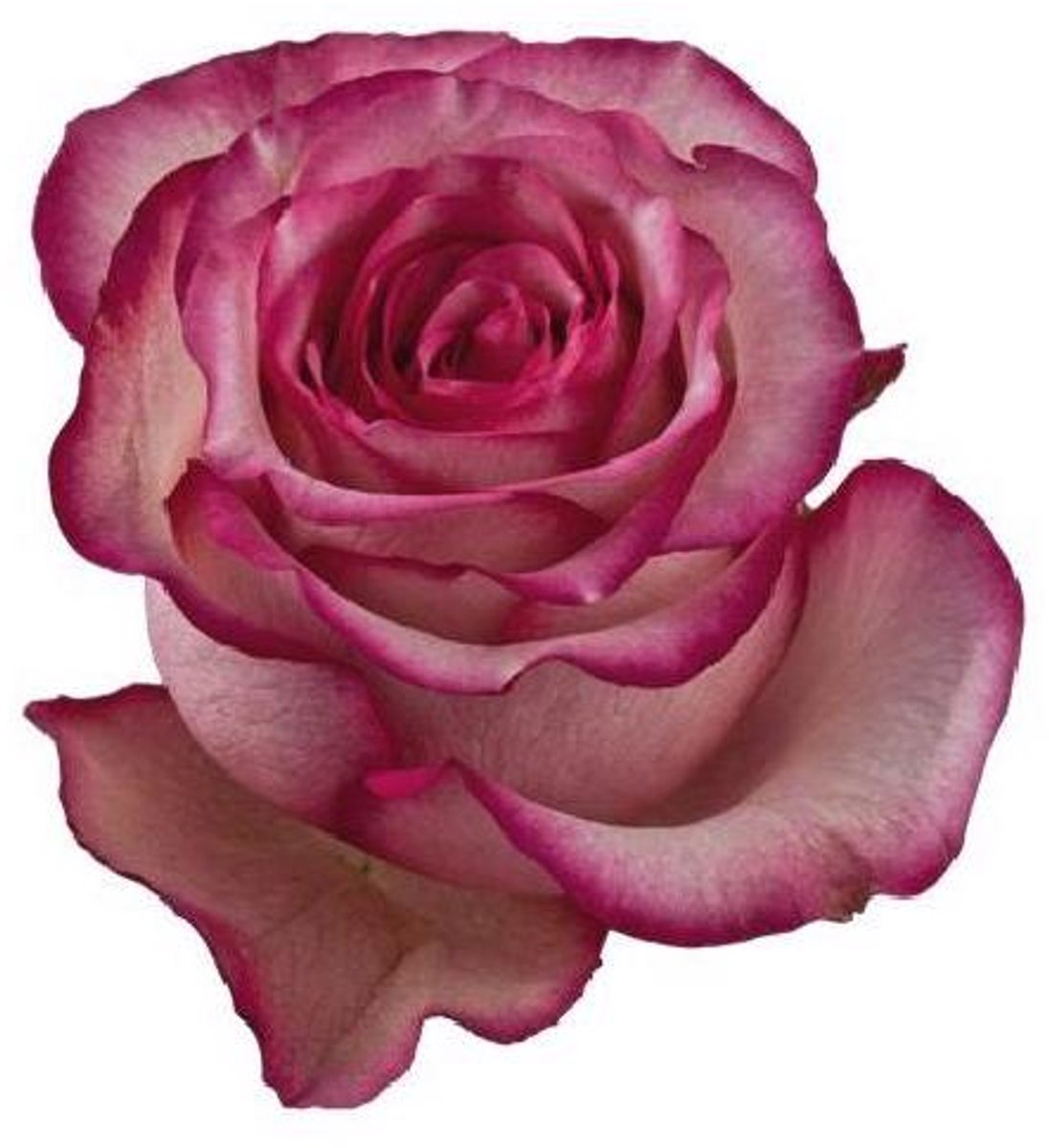 25x Rosa carousel 60cm