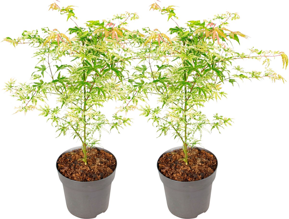 Plant in a Box - Acer 'Orange Dream' - Set van 2 - Japanse Esdoorn - Pot 19cm - Hoogte 60-70cm - Winterhard - Tuinplant