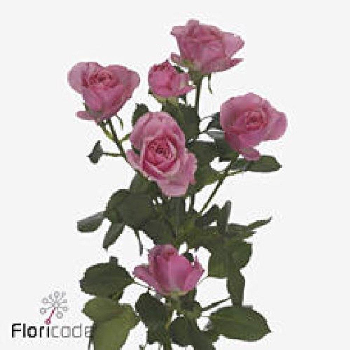 10x Rosa tr. pink boom 40cm