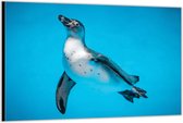 Dibond –Pinguïn– 120x80 Foto op Aluminium (Wanddecoratie van metaal)